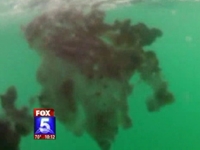 Black Jellyfish Invade San Diego Beach