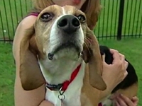 Family Rescues Beagle, 'Ben Franklin,' from Animal Research Lab