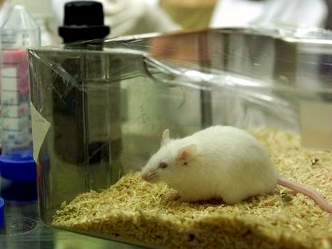 Study: Protein Removal Blocks Cancers, Obesity in Mice