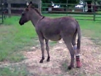 Prosthetic Leg Helps Donkey Kick Some Tail