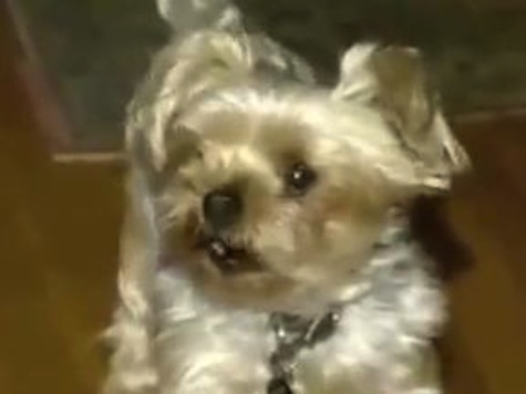 6lb Yorkshire Terrier Saves Owner From Bear