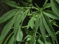 Uruguay Lawmakers Back Government-Grown Marijuana