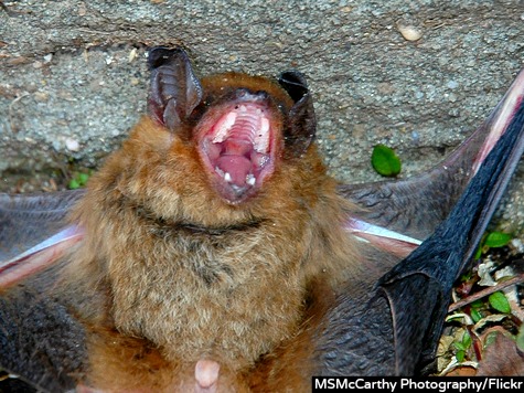 Migrating Bats Dying from Rabies in California