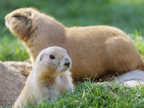 Gun Store to Hold Prairie Dog Hunting Contest