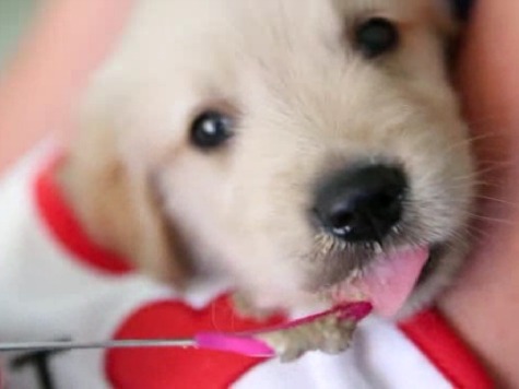 Golden Retriever Puppy Gets Spoon Fed