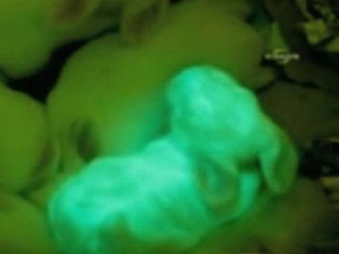 Cloning Research Produces Fluorescent Green Rabbits