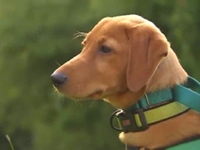 Service Dog Trained to Smell Boy's Blood Sugar Levels