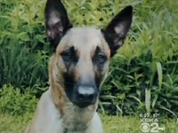 Hero Dog Missing After Saving Man from Robbers