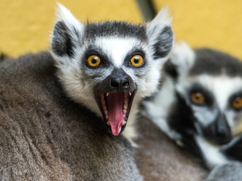 Madagascar Fights to Save Lemurs from Extinction