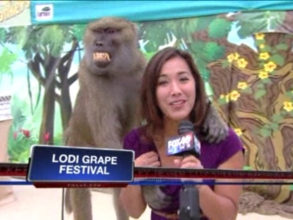 Baboon Gets 'Handsy' During Reporter's Live Shot