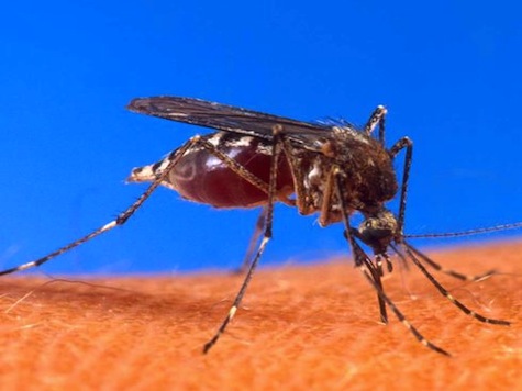 Dengue Fever Outbreak In Florida
