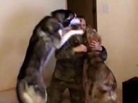 WATCH: Massive Dogs Go Nuts for Returning Afghanistan Veteran