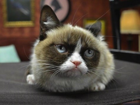 Grumpy Cat Gets Endorsement Deal With Friskies