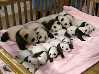 Artificially-Bred Panda Cubs Make Public Appearance