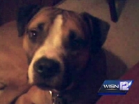 Boy Shoots Dog to Stop Attack