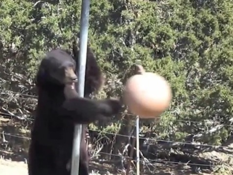 WATCH: Deadly Black Bear Awesome At Tetherball
