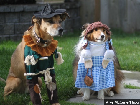 Cutest Halloween Costumes for Dogs
