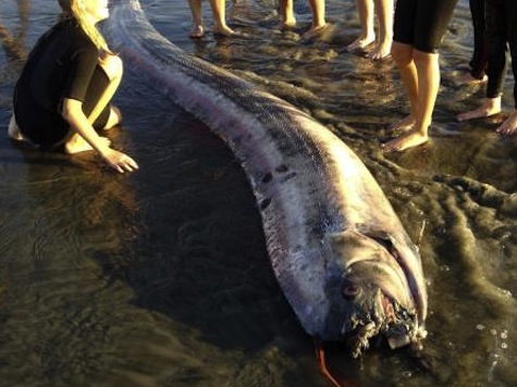 Scientists Stumped By Second Deep Sea Oarfish Found