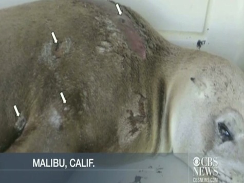 Sea Lions Shot To Death Off Malibu Coast