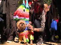NYC Hosts Halloween Costume Parade For Dogs