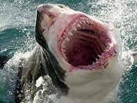 Great White Shark Caught On Video, Sightings Rise