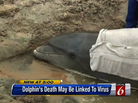 'Dolphins Measles' Epidemic Kills Over 700 Dolphins On Florida Coast
