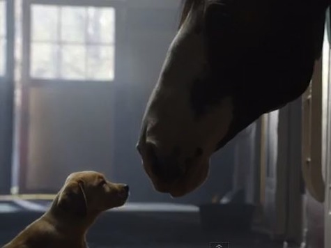Budweiser Super Bowl XLVIII Commercial 'Puppy Love'