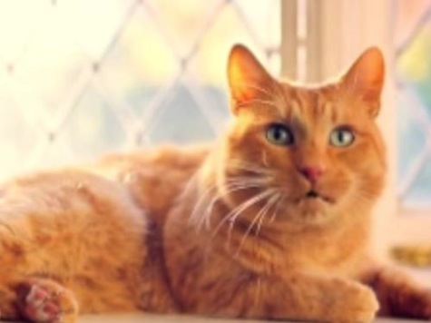 Enroll America Unleashes ObamaCare Pitch with Singing Cats, Birds and Dogs