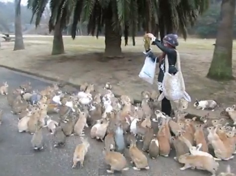 Rabbits on Japanese Island Swarm Tourist