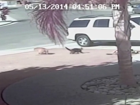 Hero Family Cat Saves Boy From Dog Attack