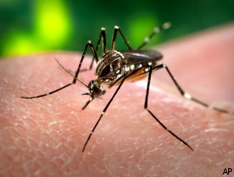 Texas Confirms First Ever Chikungunya Disease Case Near Austin