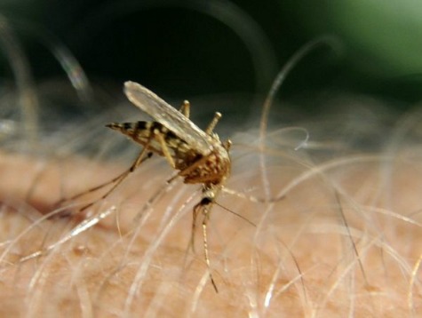 Chikungunya Spreads to Houston