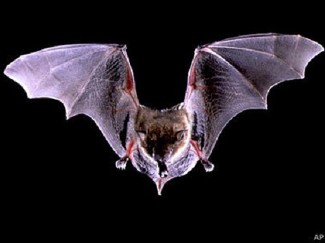 West African Newspapers Warn: Don't Eat Bats, Take Ebola-Stricken Victims 'to the Bush'