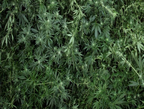 Mexican National Convicted After Feds Seize 7000 Marijuana Plants in Idaho