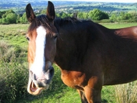 Second Horsemeat Scandal Hits British Stores