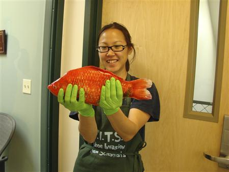 Gi-Normous Goldfish On The Loose In Lake Tahoe