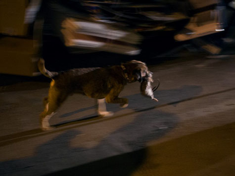 NY Dog Owners Organize Rat Hunts After Dark