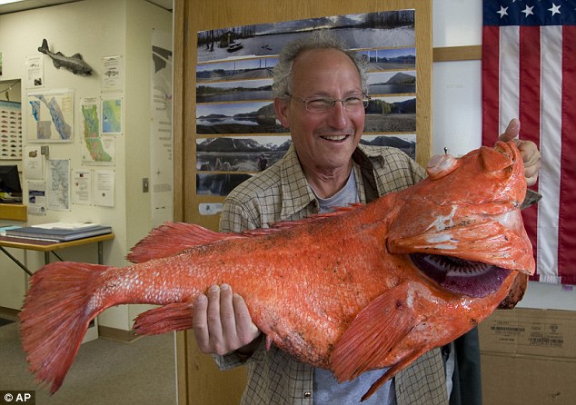 Record Setting Fish Caught…Might Be As Old As America