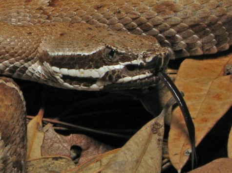 Arizona Man Found Dead With Rattlesnakes In Backpack
