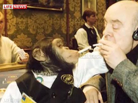 Chimp Goes To Rehab To Kick Alcohol And Nicotine