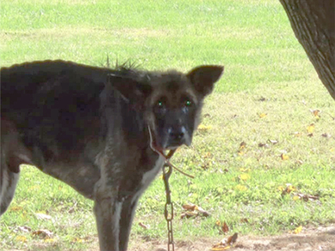 Man Accused of Chaining His Dog to Tree for Four Years…Fined $25