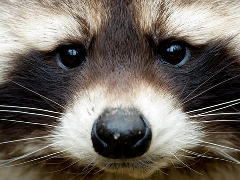 Man Allegedly Sold Raccoons to Chicago Eateries