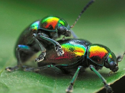 Study: Billions of Insects Having Accidental Gay Sex