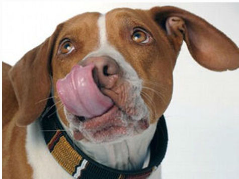 Berlin Dogs Overdosing from Drug Users’ Poop