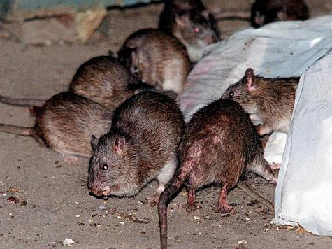 Poison-Immune Mutant ‘Super Rats’ Spreading Across UK
