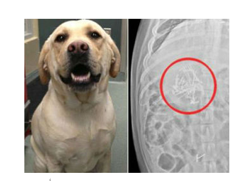 Dog Requires Surgery After Eating Homework