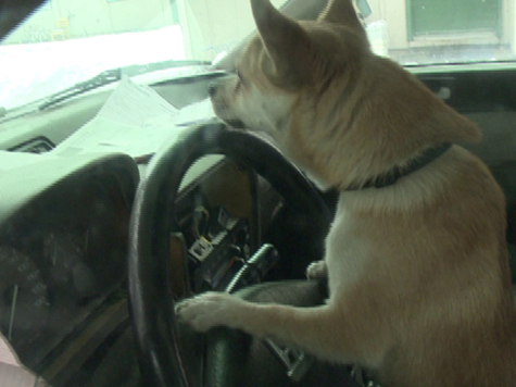Joyriding Chihuahua Involved in Minor Car Crash