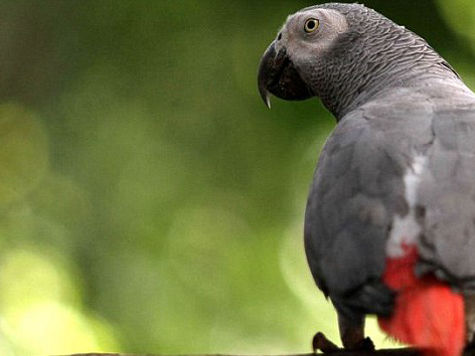 Cops: Pet Parrot Rats Out Drunk Driving Suspect