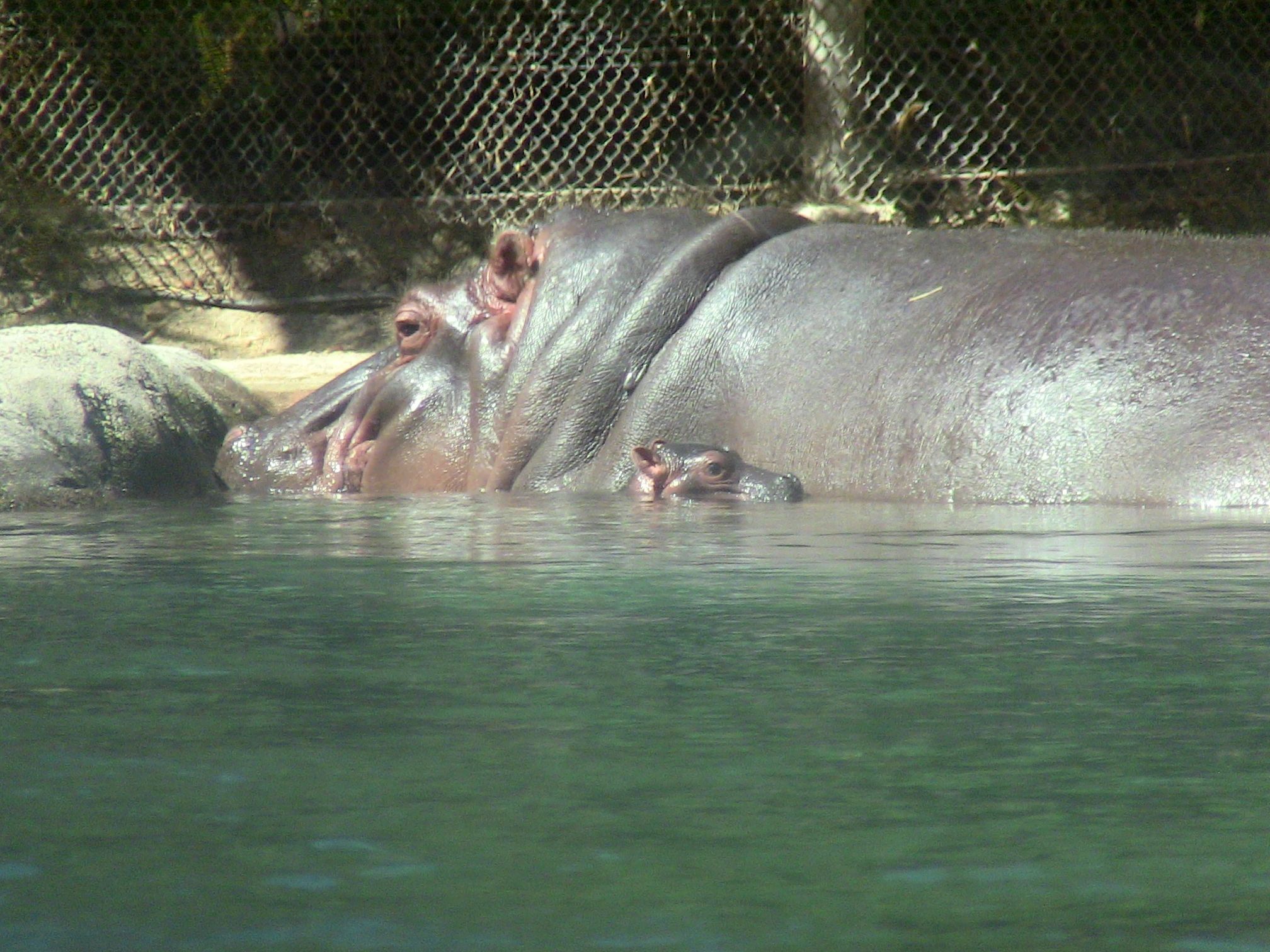 Baby Hippopotamus Born in San Diego Zoo