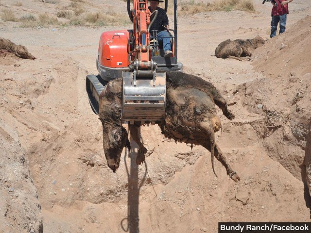PETA Hits BLM Over Mass Cattle Grave